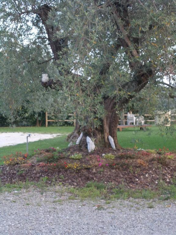 Villa Agriturismo L'Isola Crespina Zimmer foto